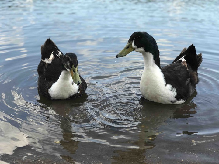 ducks
