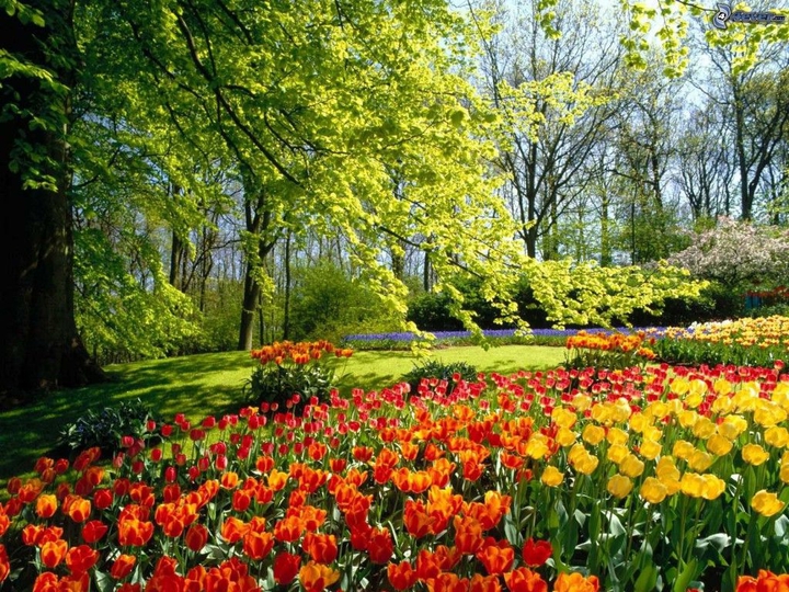 belle fleurs