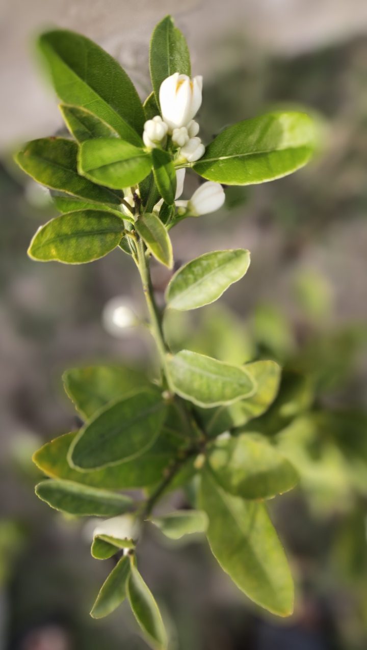 lemon plant