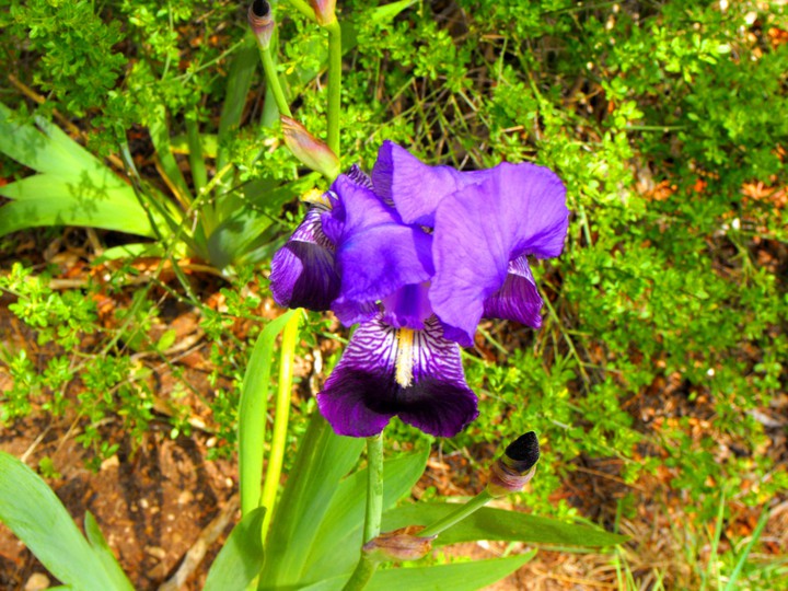 flower