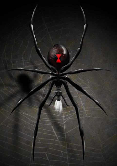 Black Spider