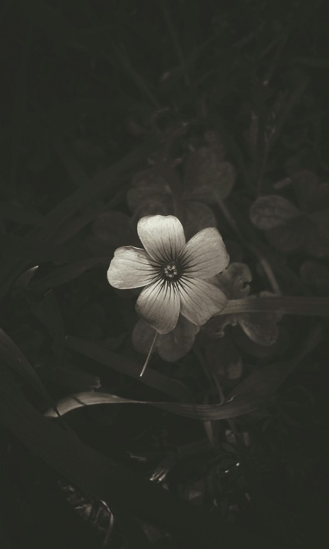 florcita