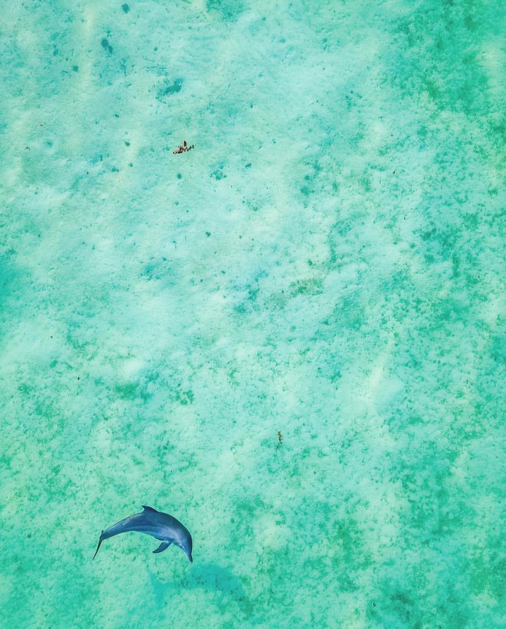 Emerald Sea and Dolphin