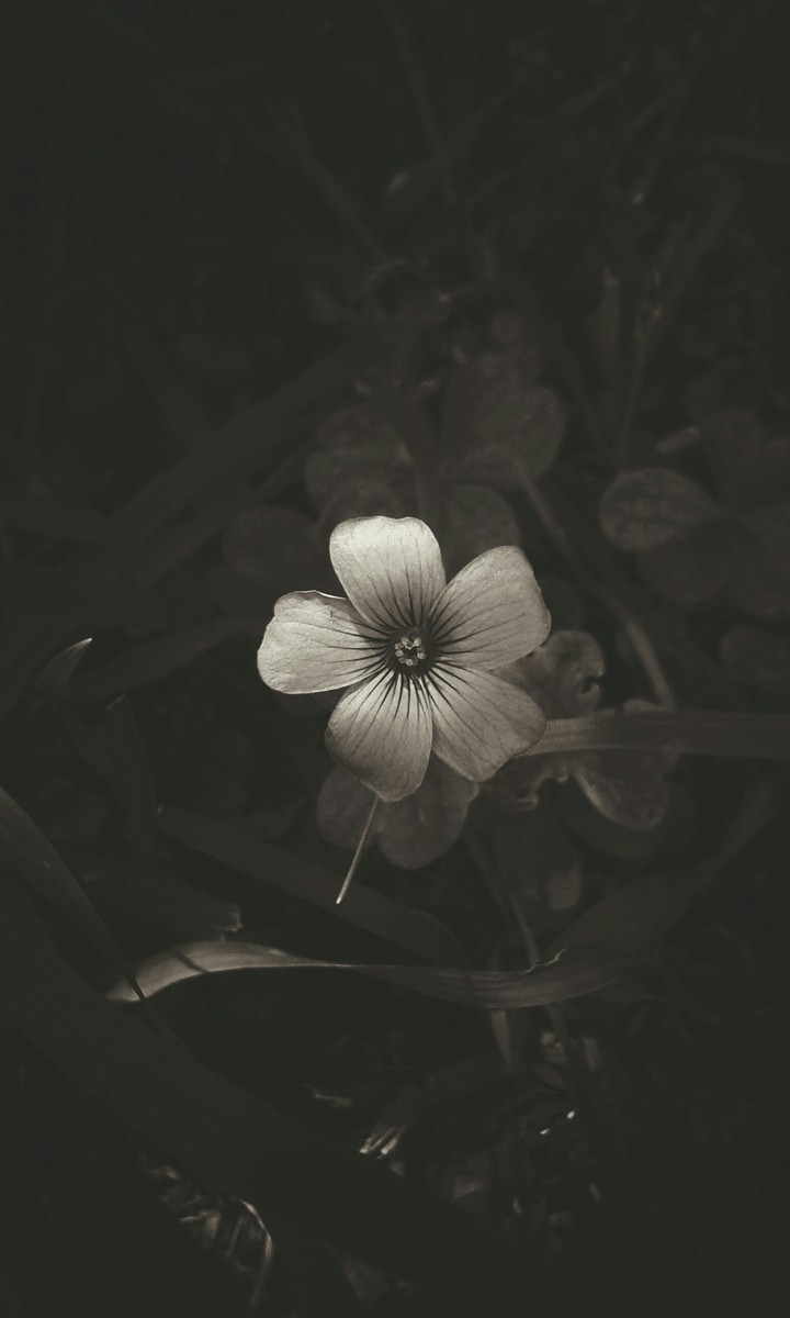 florcita
