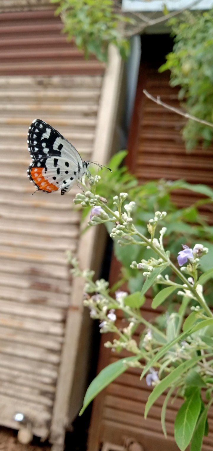 #####mobile photography 3