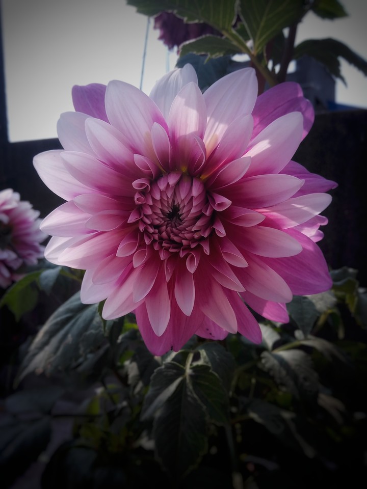 pink flower