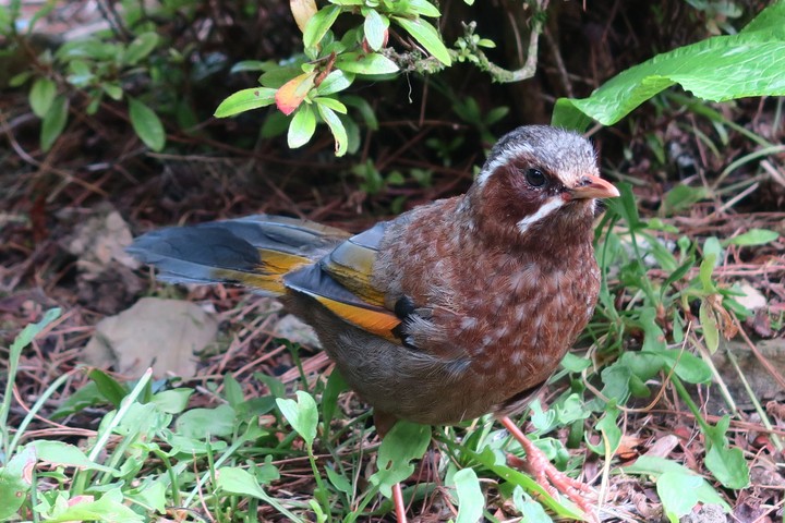 Garrulax morrisonianus
