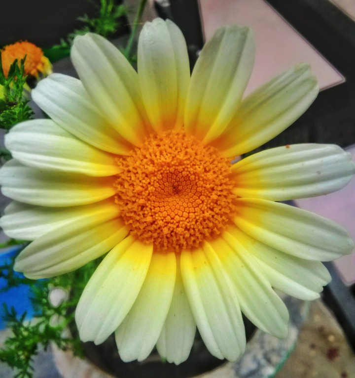 flower