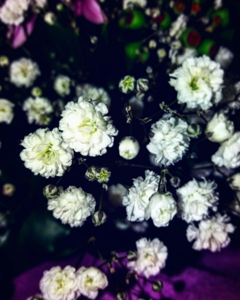 plant, branch壁纸