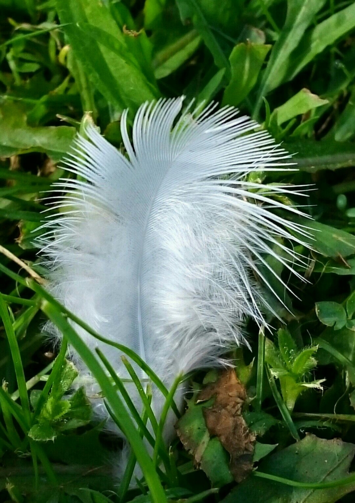 Feder im Gras