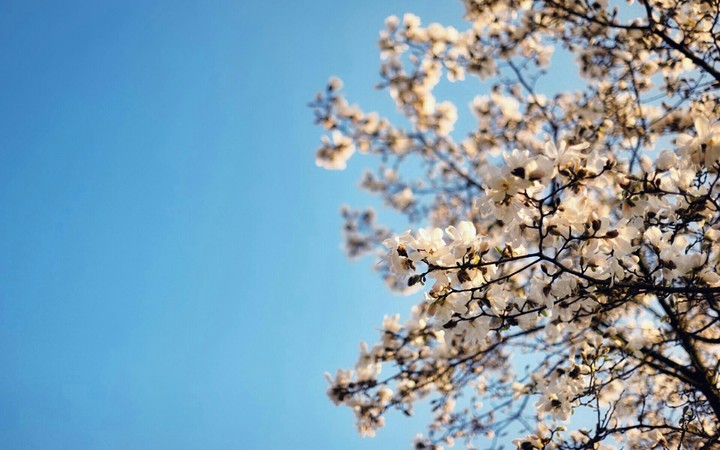Le printemps arrive bientôt