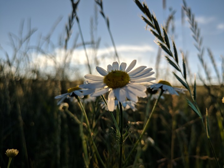 Daisy
