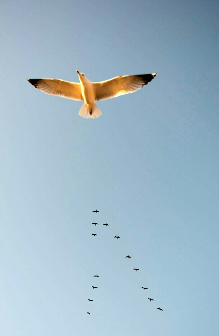 seagulls