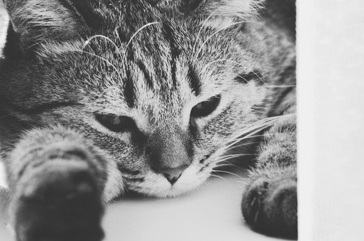 cat