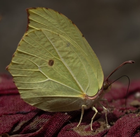 fonds d'écran insect, pollinator