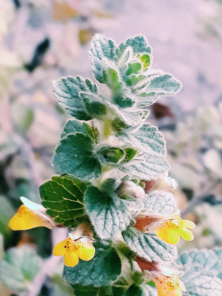 Flowers#Nature