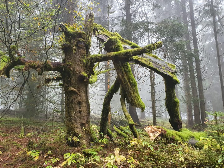 Der Wald lebt