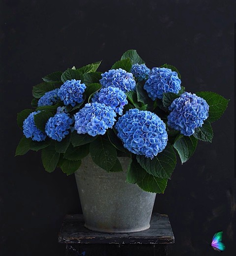 hydrangea