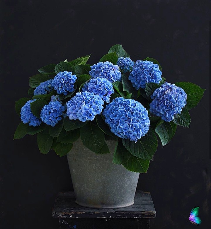 hydrangea
