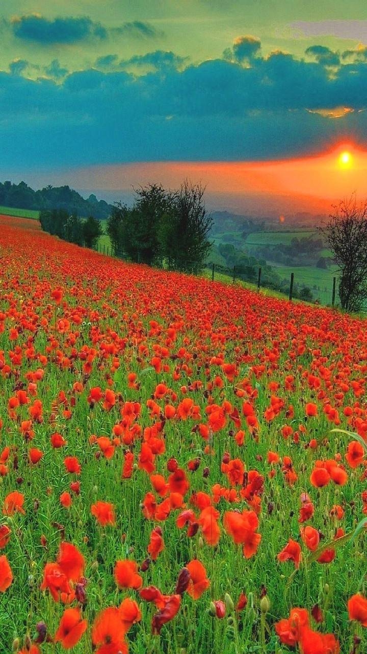 nature