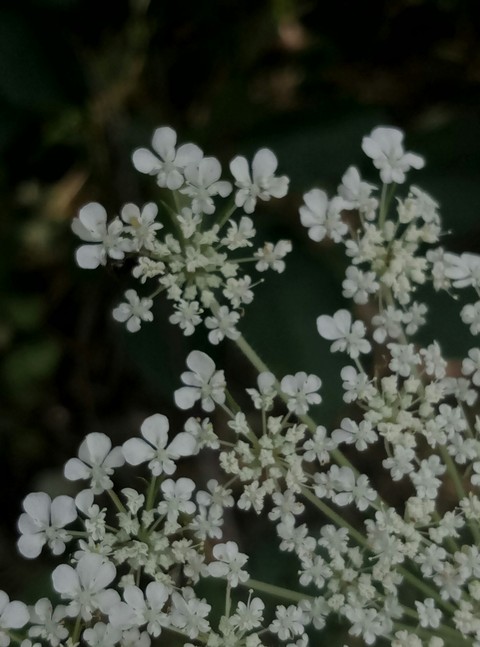 flower, caraway háttérképek