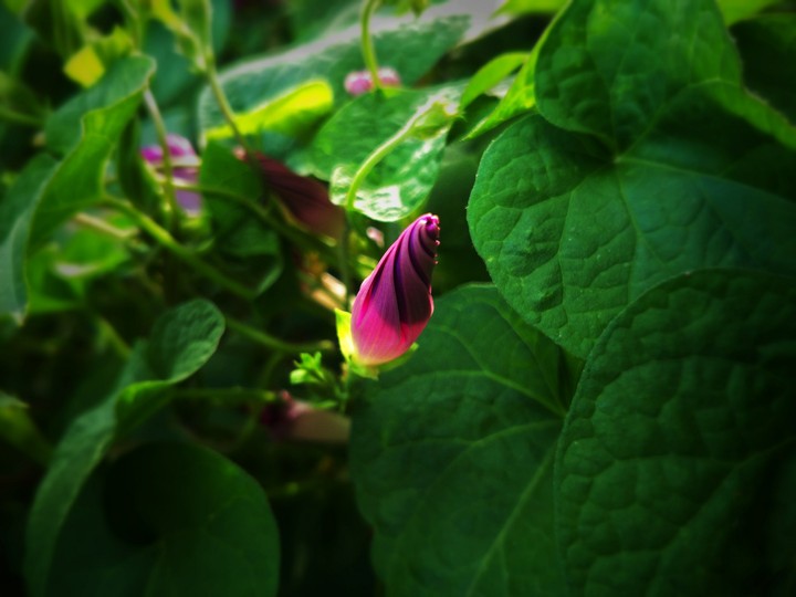 Sleeping flower...