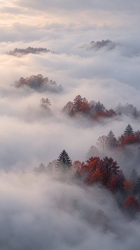fonds d'écran forest, morning
