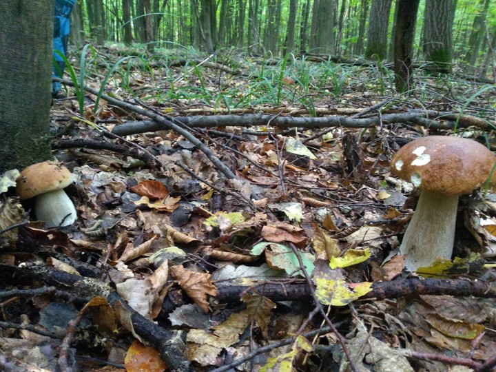 Mushrooms