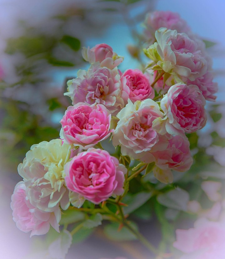 Roses