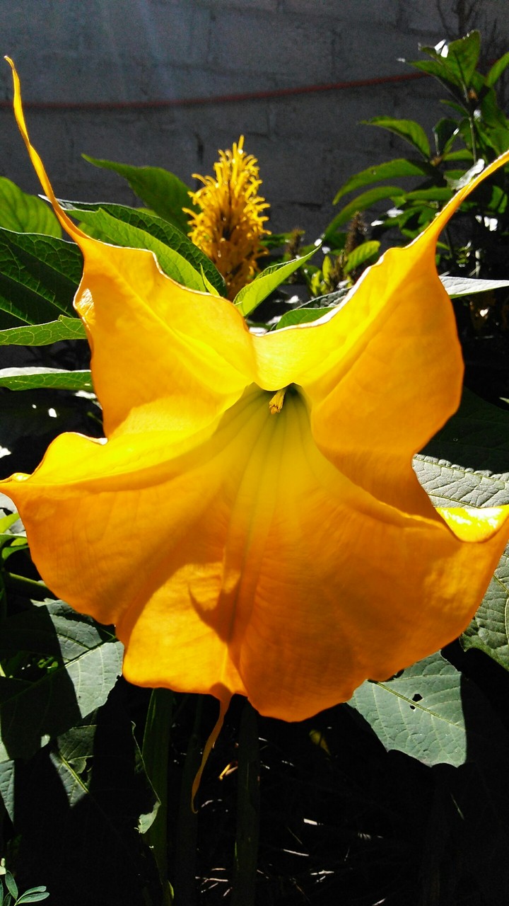 #flordecampana