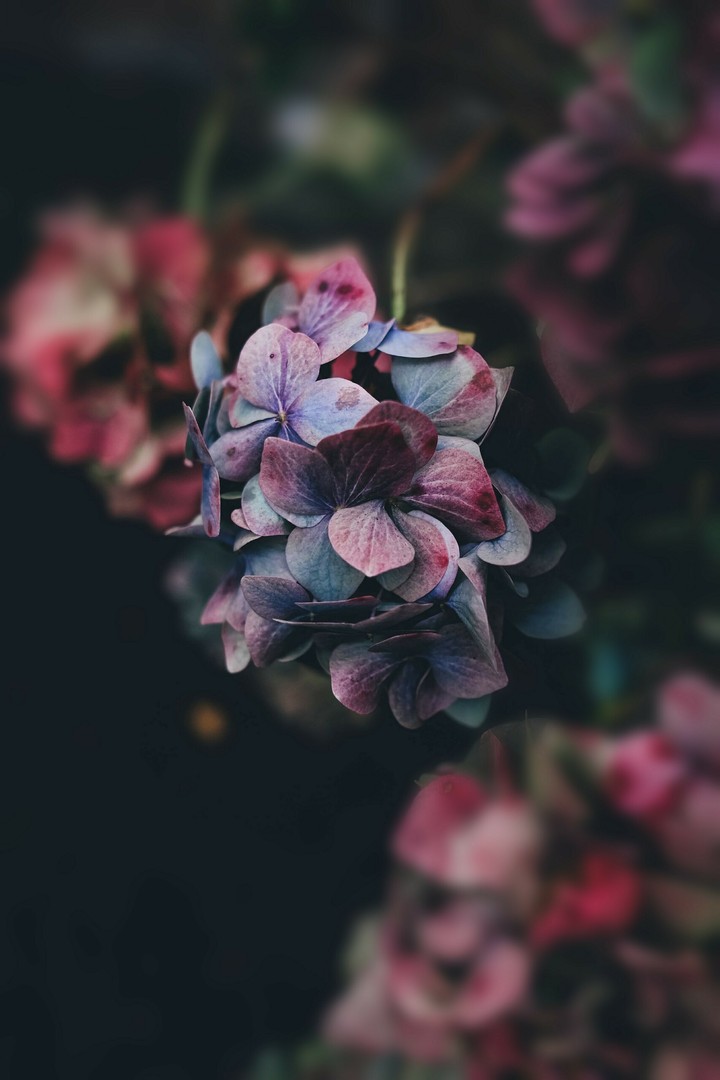 Paperflower