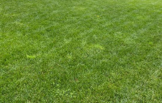 grass