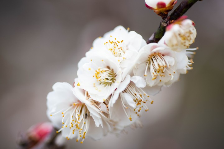 Plum blossom