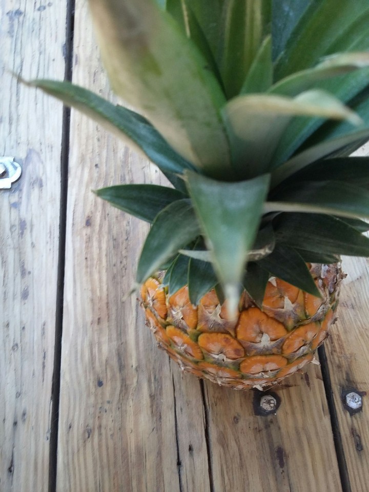 Pineapple