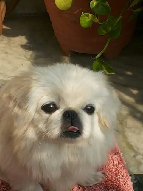 White princess
