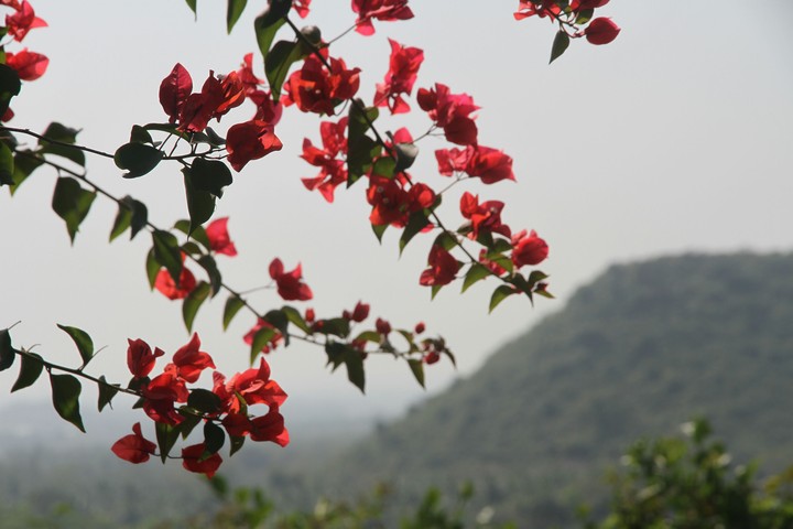 #mountain #redflower #green
