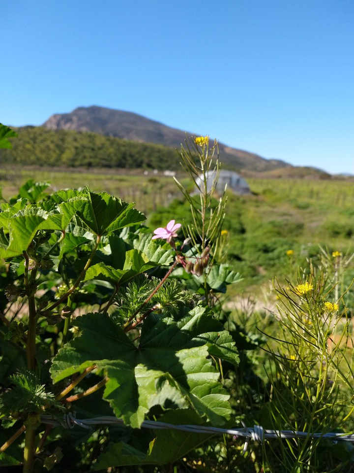 Ruta del vino
