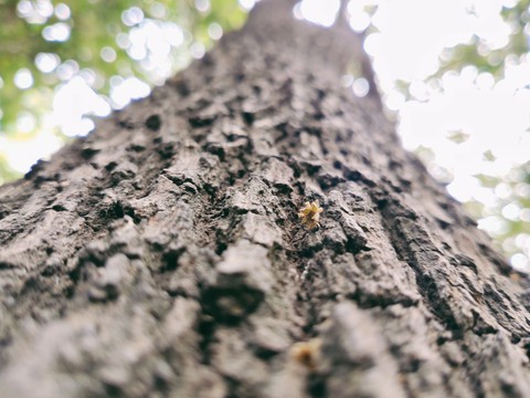 Tree Bark