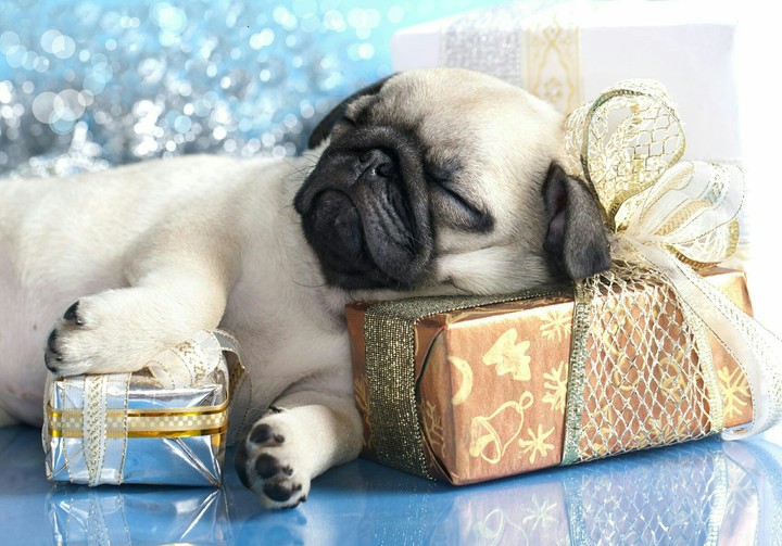 sweet dog