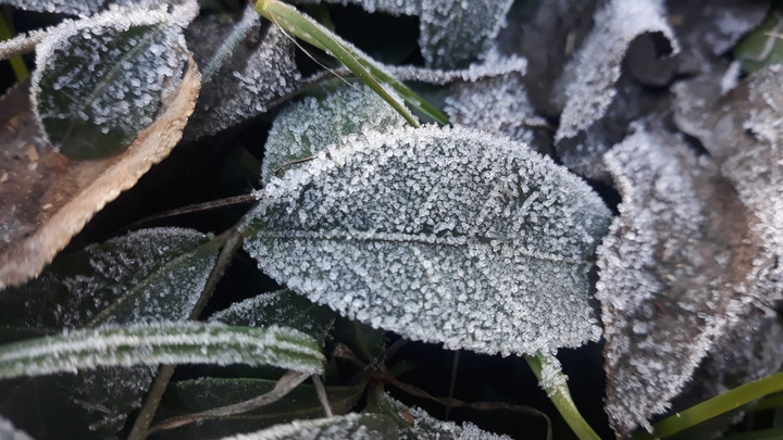 winter freeze