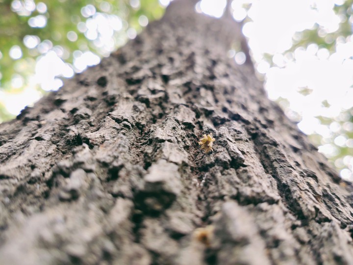 Tree Bark