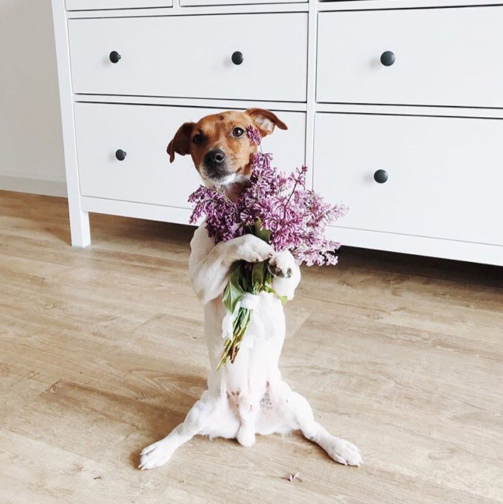 dog