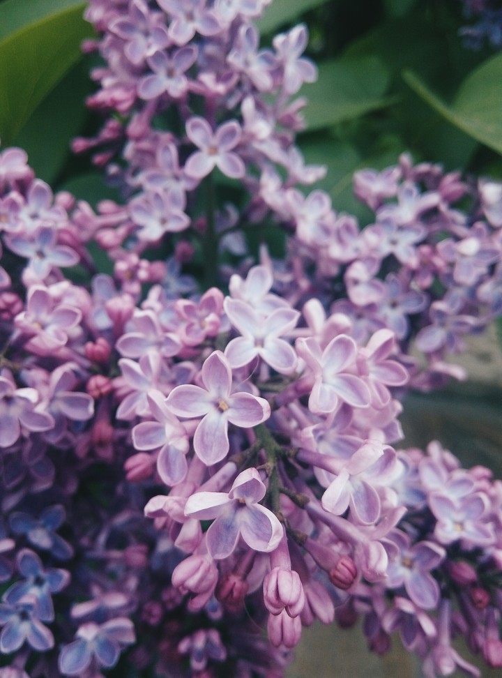 blossom again