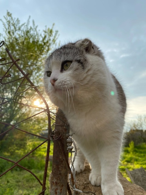 sky, whiskers वॉलपेपर