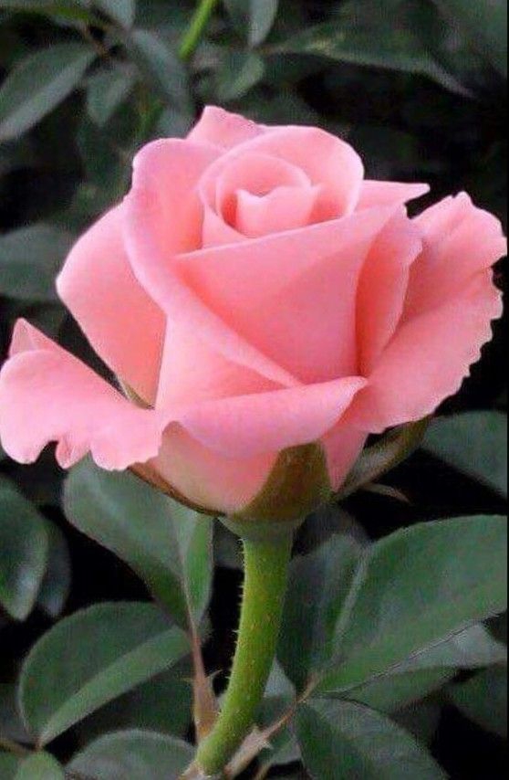 Pink rose.