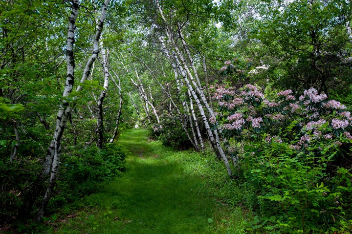 a path to contemplation