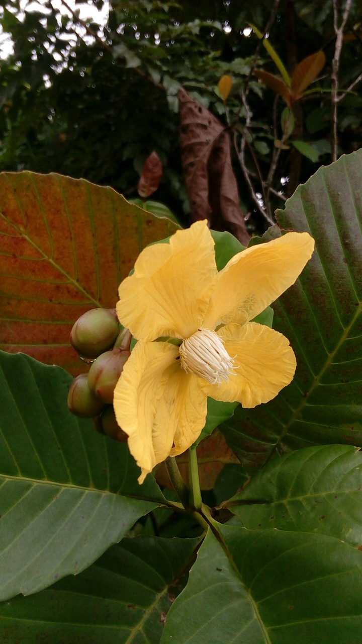 Yellow flower