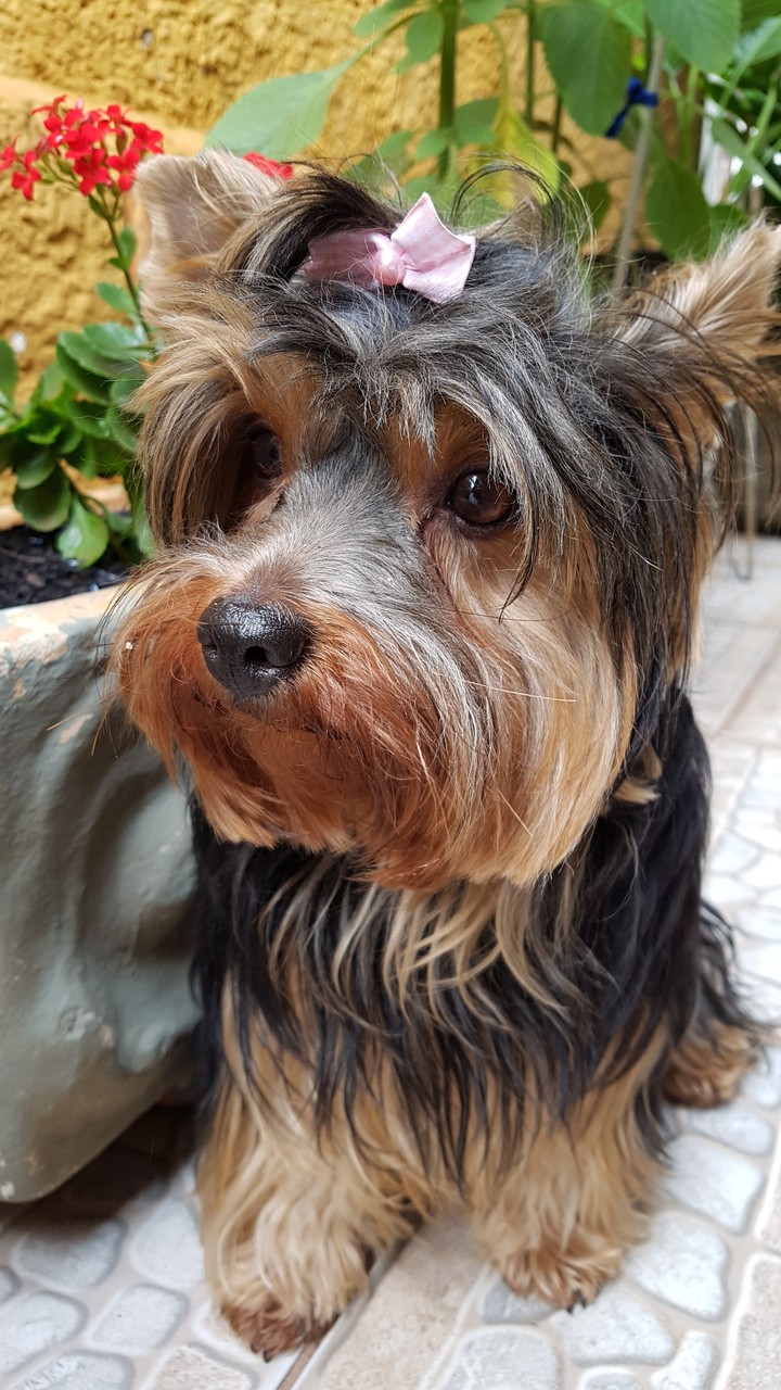 dog , yorkshire