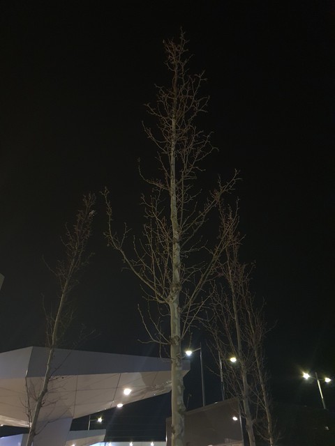 Baum Tree درخت