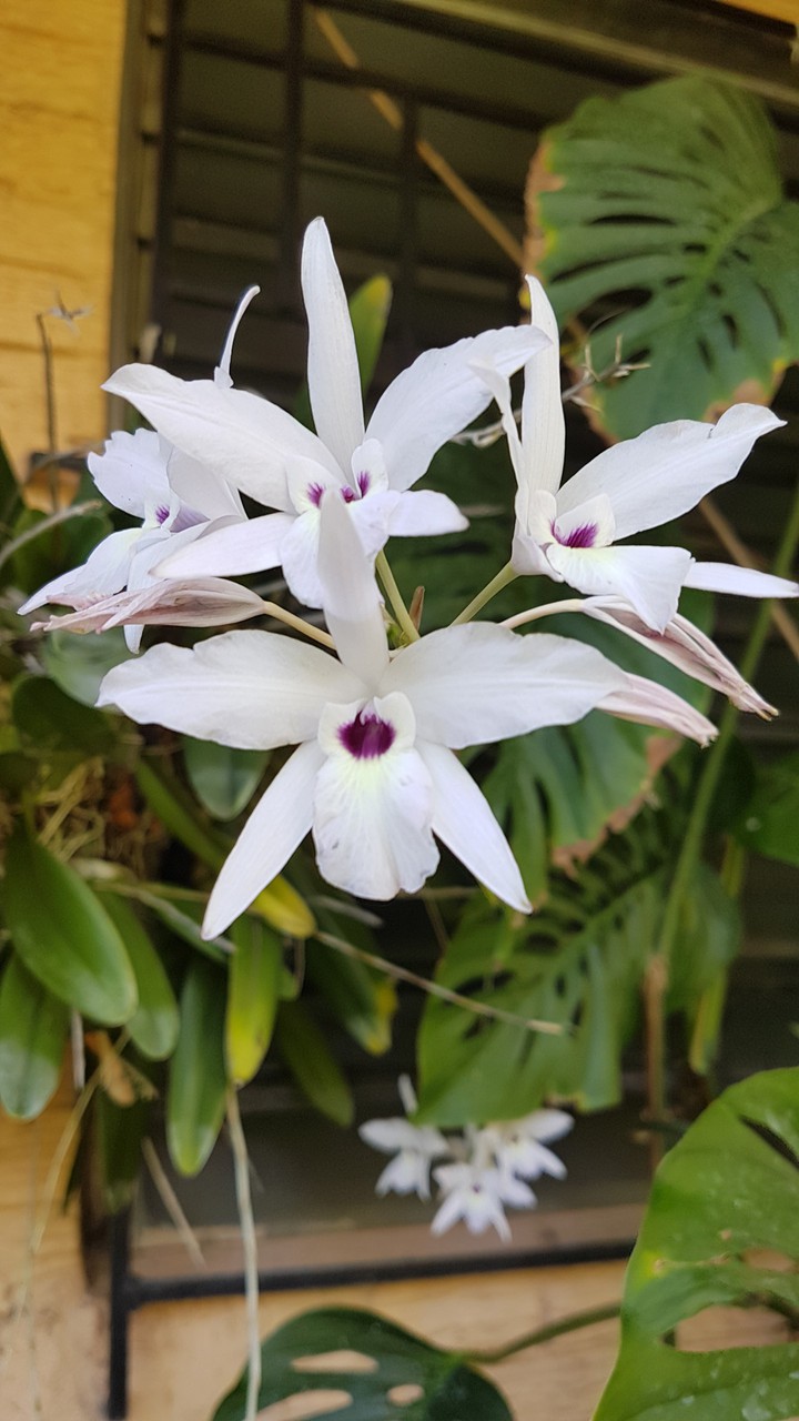 orquidea